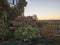 Sunset view of country house garden in autumn with beautiful various Hydrangea flowers and climbing ivy, creeping wine