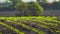 Sunset view of farmland with young green sunflower sprouts