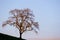 Sunset view of the leafless silhouette of a Valley oak tree Quercus lobata up on a hill on a clear winter day; clear blue sky