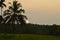 Sunset view from paddy field coconut trees and paddy plants behind