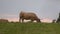 Sunset view in Pimiango of cows of the Asturian race of the Valleys