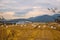 Sunset view of rural paddy field at autumn in Gyeongju, Korea