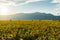 Sunset view of sunflower field at Kazanlak Valley, Stara Zagora Region, Bulgaria