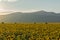 Sunset view of sunflower field at Kazanlak Valley, Stara Zagora Region, Bulgaria