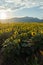 Sunset view of sunflower field at Kazanlak Valley, Stara Zagora Region, Bulgaria