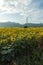 Sunset view of sunflower field at Kazanlak Valley, Stara Zagora Region, Bulgaria