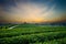 Sunset view of tea plantation landscape