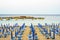 Sunset view to seashore with blue sunchairs and umbrellas