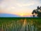 sunset views over the countryside and rice fields and there are several coconut trees