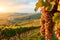 Sunset Vineyard Landscape, Wine Production Concept