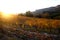 Sunset in the vineyards of the Priorat near de village of Morera de Montsant, Tarragona province, Catalonia, Spain