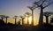 Sunset - Walk of the Baobabs, Morondava, Madagascar