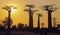 Sunset - Walk of the Baobabs, Morondava, Madagascar