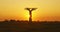 Sunset - Walk of the Baobabs, Morondava, Madagascar