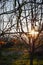 Sunset between walnut tree branches