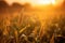 sunset wheat field background photo, blurred and soft focus. Generative AI