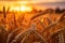 sunset wheat field background photo, blurred and soft focus. Generative AI