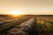 Sunset on wheat field with corn straw