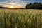 Sunset on wheat field in Finland with ladybug