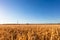 Sunset on a wheat field in summer near the city of Leipzig, Germany