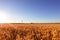 Sunset on a wheat field in summer near the city of Leipzig, Germany