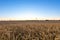 Sunset on a wheat field in summer near the city of Leipzig, Germany