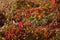 Sunset and wild grasses. Sunlight through five-leaved ivy red foliage. Yellow, red, green leaves in the sunlight