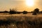 Sunset in wild lawn with golden dry grass shining