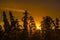 Sunset through the wild nettles