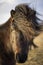 Sunset in Winter with Icelandic Horses