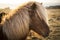 Sunset in Winter with Icelandic Horses