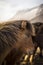 Sunset in Winter with Icelandic Horses