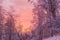 Sunset in winter mountains, frozen white trees and colorful sky