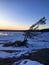 Sunset in Winter, Wind Blasted Tree, Killbear Provincial Park, Ontario
