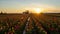 Sunset at Wooden Shoe Tulip Farm Spring Time Lapse