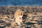 At sunset, young Welsh Corgi fluffy runs around the beach and plays in the sand