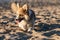 At sunset, young Welsh Corgi fluffy runs around the beach and plays in the sand