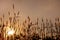 Sunset on a young wheat field. global grain crisis. grain crop farming