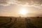 Sunset in Zasavica as a herd of Podolian cows graze free range on the pastures in Serbia, Vojvodina. Podolian cattle is a breed of