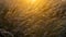 The sunsets through grass seed heads near Thornwick Bay, Flamborough Head, East Yorkshire, UK