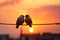 Sunsets hues backdrop bird couples silhouette on wire, a love story