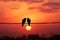 Sunsets hues backdrop bird couples silhouette on wire, a love story