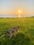 Sunsetting behind the dog onsea coast