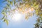 Sunshine, Bamboo leaves, Sky