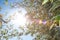 Sunshine, Bamboo leaves, Sky