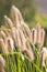 Sunshine on Chinese Fountain Grass