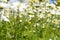 Sunshine daisies vibrant wild meadow