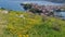 Sunshine day and clear sky with a lot of cosmos flower on the top of the hill Amasra town close to Black sea in Türkiye