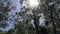 Sunshine through the forest pan in Margaret River Forest, Western Australia