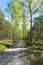 Sunshine forest trees. Sun through vivid green forest